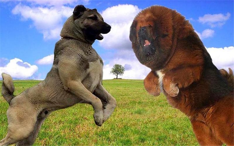 国外猛犬vs中国猛犬的相关图片